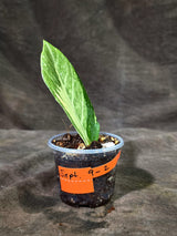 Variegated ZZ Gold Live Plant - Zamioculcas Zamiifolia (Sep-9-2)