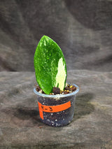 Variegated ZZ Gold Live Plant - Zamioculcas Zamiifolia (Sep-9-3)
