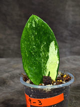 Variegated ZZ Gold Live Plant - Zamioculcas Zamiifolia (Sep-9-3)