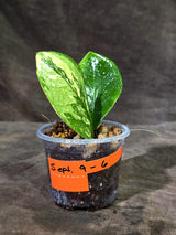 Variegated ZZ Gold Live Plant - Zamioculcas Zamiifolia (Sep-9-6)
