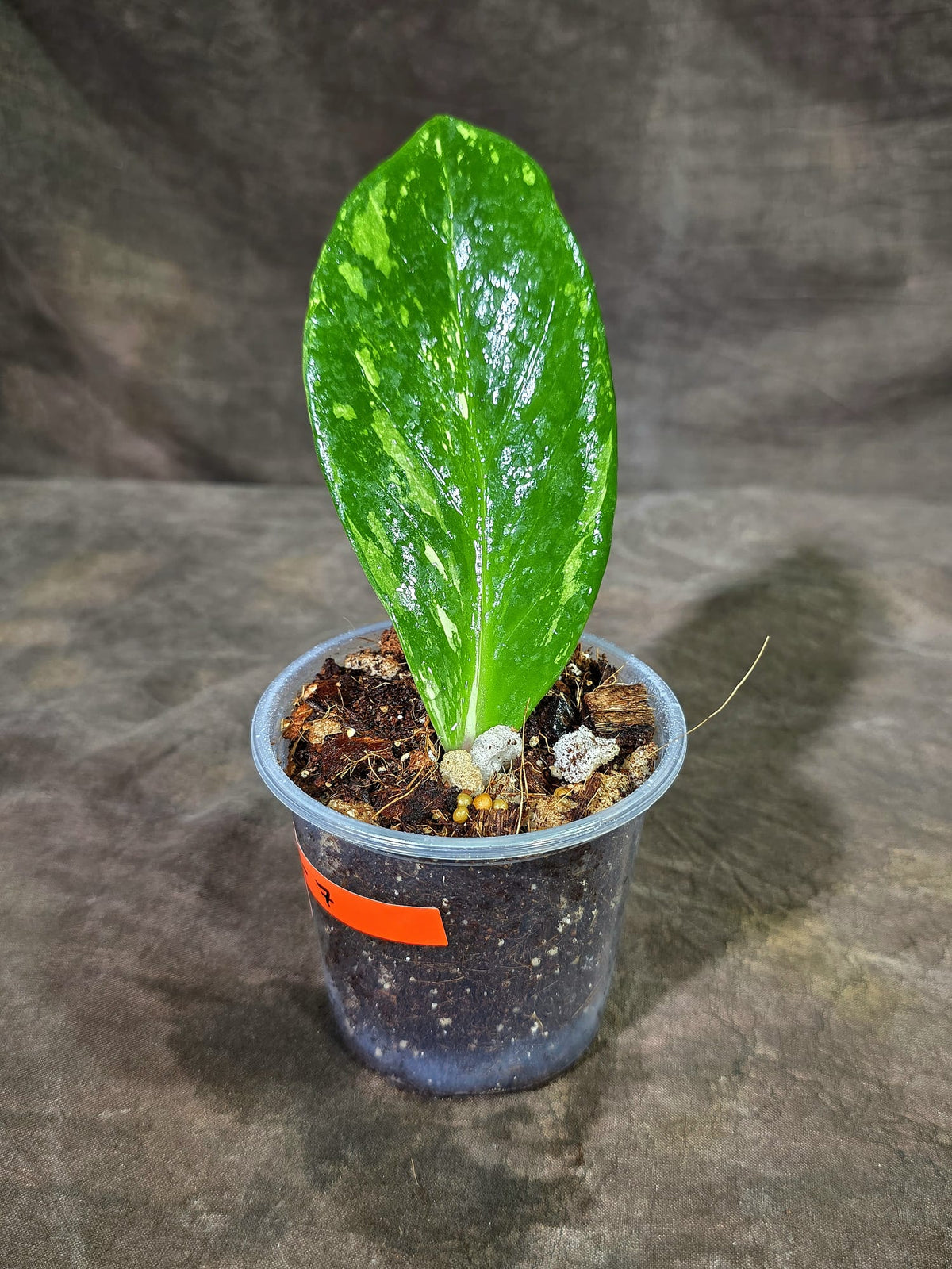 Variegated ZZ Gold Live Plant - Zamioculcas Zamiifolia (Sep-9-7)