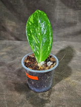 Variegated ZZ Gold Live Plant - Zamioculcas Zamiifolia (Sep-9-7)