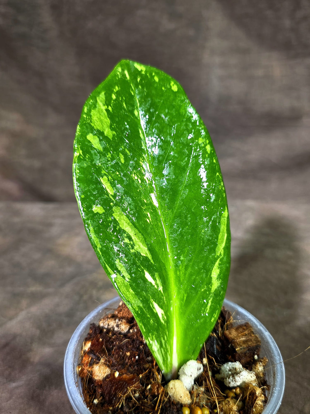 Variegated ZZ Gold Live Plant - Zamioculcas Zamiifolia (Sep-9-7)
