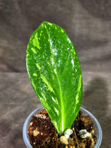 Variegated ZZ Gold Live Plant - Zamioculcas Zamiifolia (Sep-9-7)