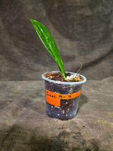 Variegated ZZ Gold Live Plant - Zamioculcas Zamiifolia (Sep-9-7)
