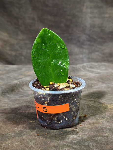 Variegated ZZ Gold Live Plant - Zamioculcas Zamiifolia (Sep-9-5)