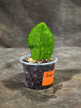 Variegated ZZ Gold Live Plant - Zamioculcas Zamiifolia (Sep-9-5)