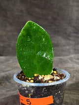 Variegated ZZ Gold Live Plant - Zamioculcas Zamiifolia (Sep-9-5)