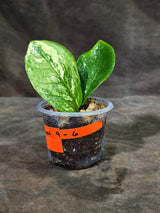 Variegated ZZ Gold Live Plant - Zamioculcas Zamiifolia (Sep-9-6)