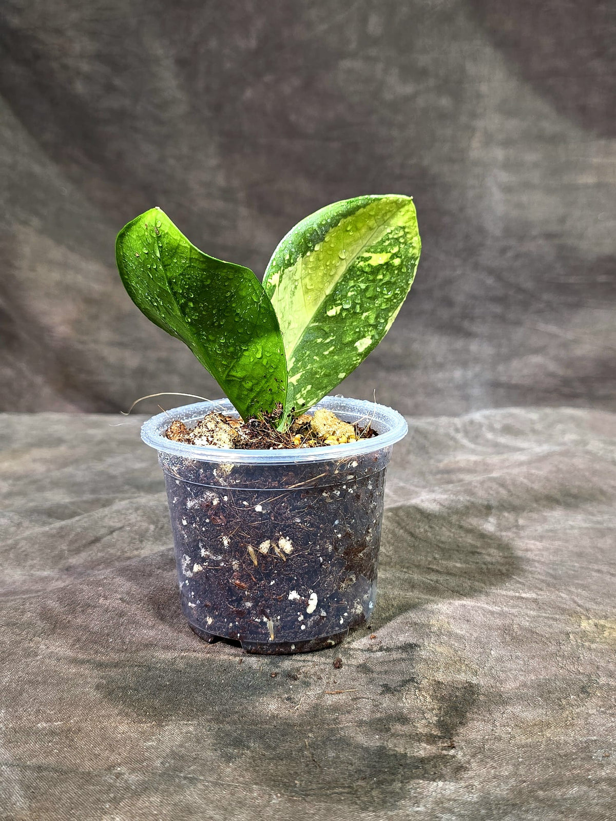 Variegated ZZ Gold Live Plant - Zamioculcas Zamiifolia (Sep-9-6)