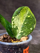 Variegated ZZ Gold Live Plant - Zamioculcas Zamiifolia (Sep-9-6)