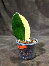 Variegated ZZ Gold Live Plant - Zamioculcas Zamiifolia (Sep-9-8)