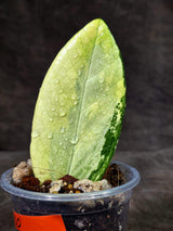 Variegated ZZ Gold Live Plant - Zamioculcas Zamiifolia (Sep-9-10)