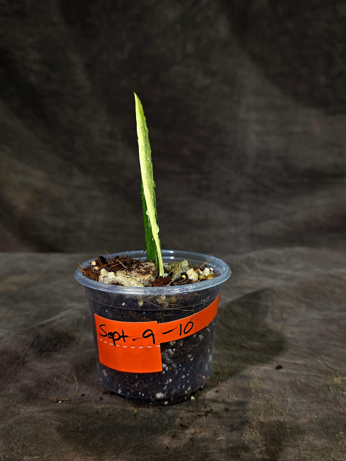 Variegated ZZ Gold Live Plant - Zamioculcas Zamiifolia (Sep-9-10)