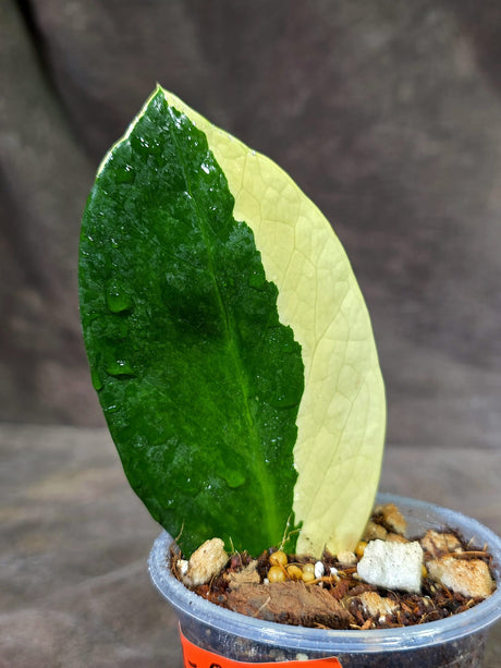 Variegated ZZ Gold Live Plant - Zamioculcas Zamiifolia (Sep-9-8)