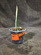 Variegated ZZ Gold Live Plant - Zamioculcas Zamiifolia (Sep-9-8)