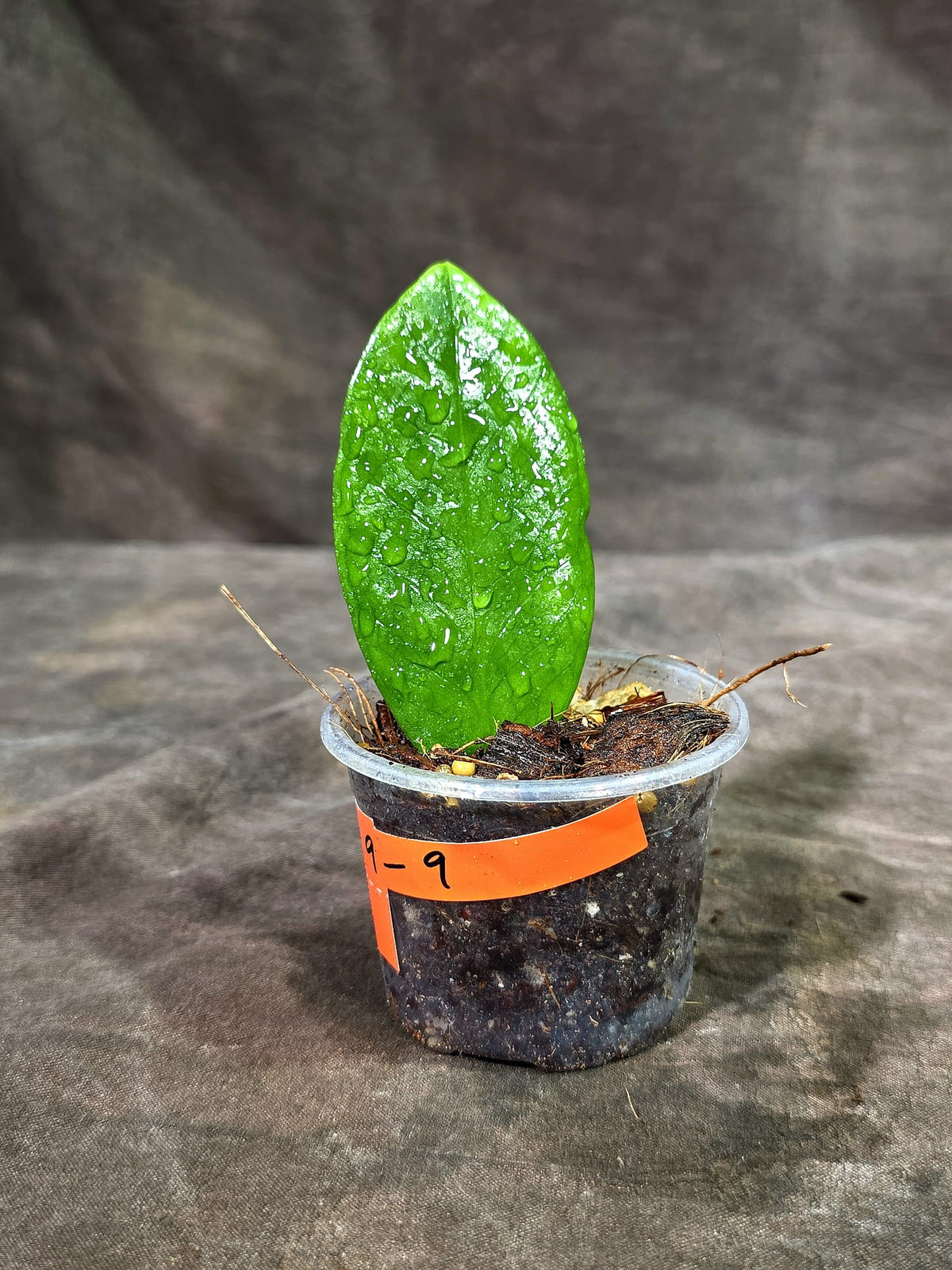 Variegated ZZ Gold Live Plant - Zamioculcas Zamiifolia (Sep-9-9)
