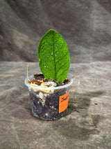 Variegated ZZ Gold Live Plant - Zamioculcas Zamiifolia (Sep-9-9)