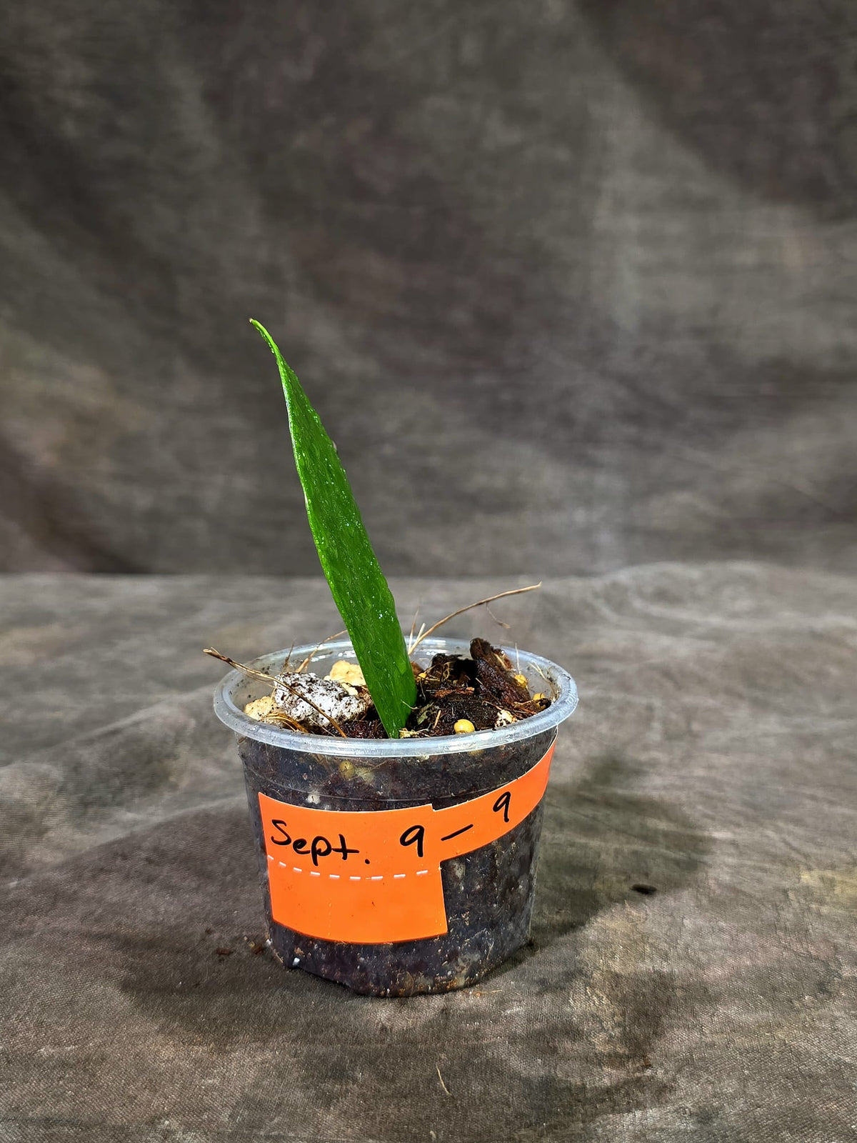 Variegated ZZ Gold Live Plant - Zamioculcas Zamiifolia (Sep-9-9)