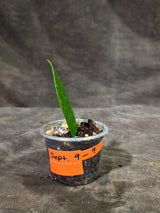 Variegated ZZ Gold Live Plant - Zamioculcas Zamiifolia (Sep-9-9)