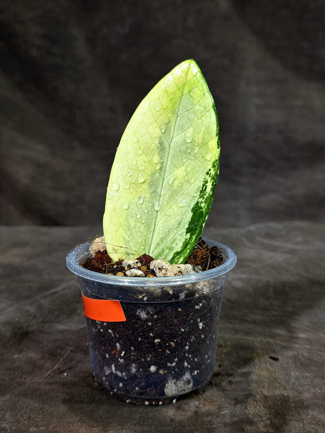 Variegated ZZ Gold Live Plant - Zamioculcas Zamiifolia (Sep-9-10)
