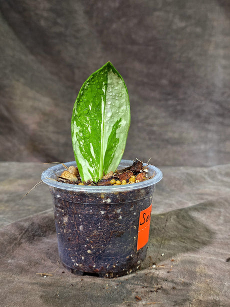 Variegated ZZ Gold Live Plant - EXACT Zamioculcas Zamiifolia (Sep-9-11)