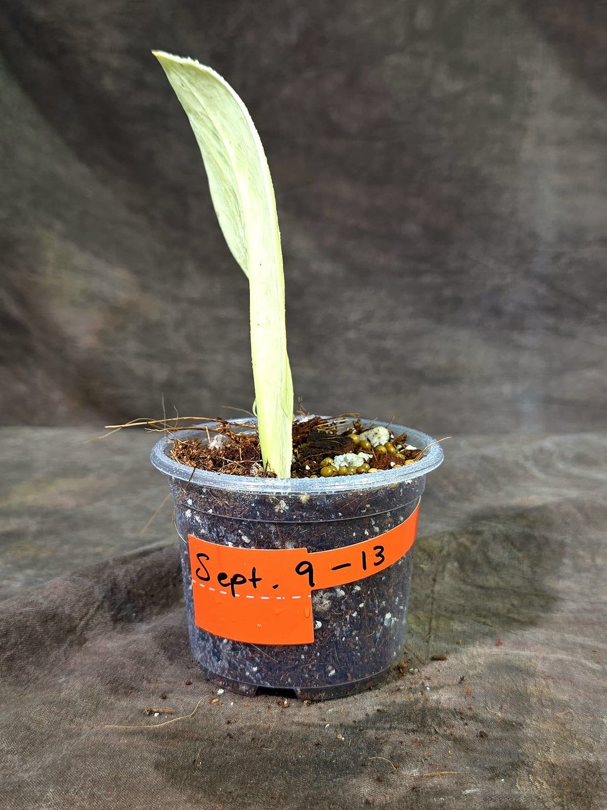 Variegated ZZ Gold Live Plant - EXACT Zamioculcas Zamiifolia (Sep-9-13)