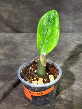 Variegated ZZ Gold Live Plant - EXACT Zamioculcas Zamiifolia (Sep-9-14)