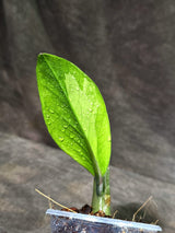 Variegated ZZ Gold Live Plant - EXACT Zamioculcas Zamiifolia (Sep-9-14)