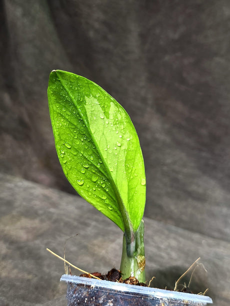 Variegated ZZ Gold Live Plant - EXACT Zamioculcas Zamiifolia (Sep-9-14)