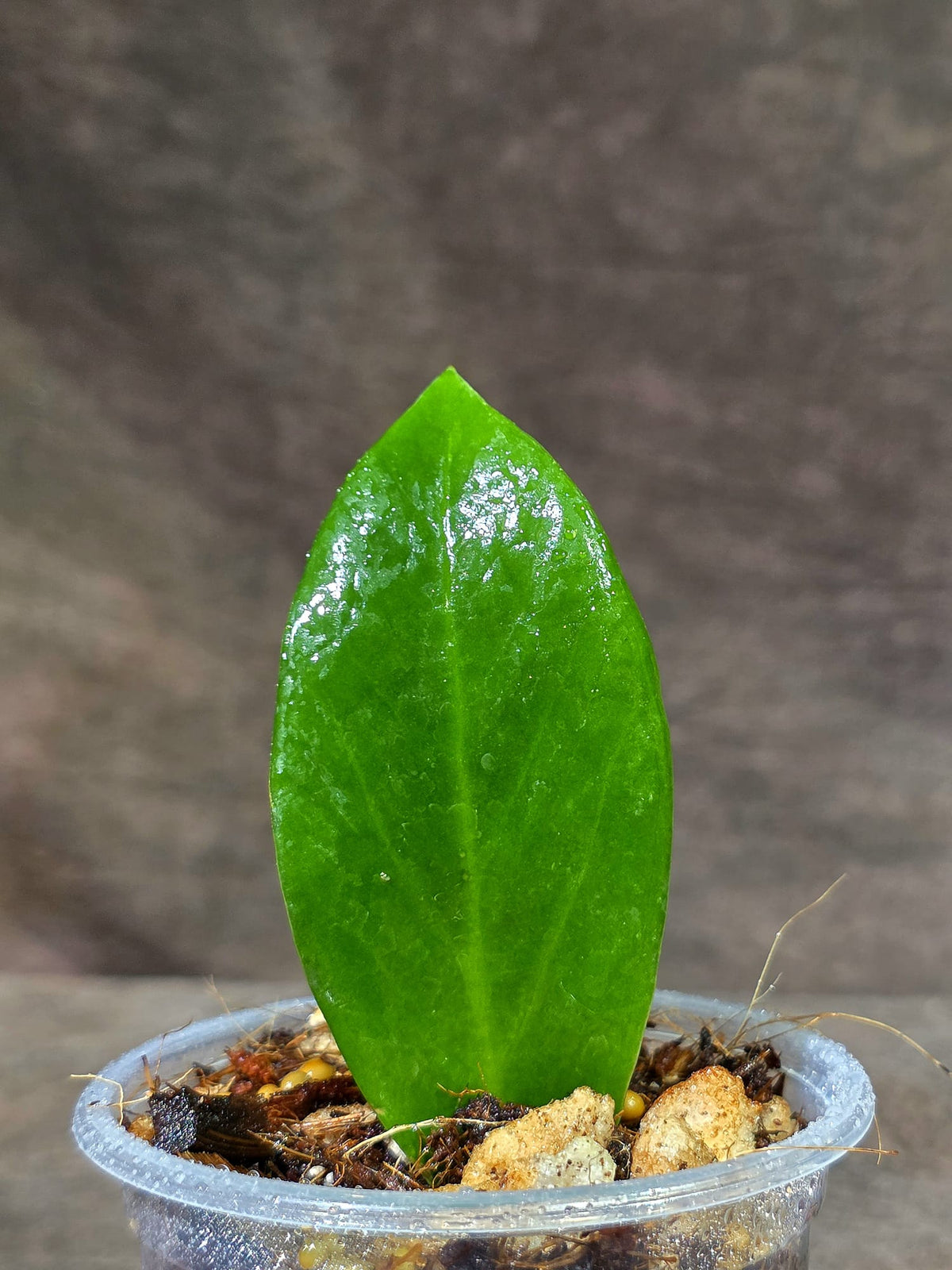 Variegated ZZ Gold Live Plant - EXACT Zamioculcas Zamiifolia (Sep-9-11)