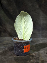 Variegated ZZ Gold Live Plant - EXACT Zamioculcas Zamiifolia (Sep-9-13)