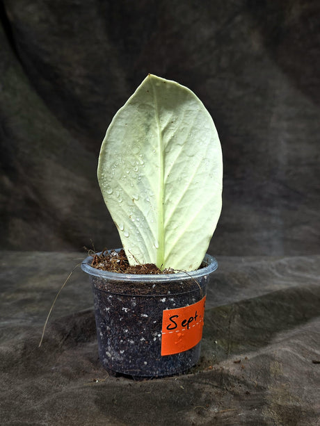 Variegated ZZ Gold Live Plant - EXACT Zamioculcas Zamiifolia (Sep-9-13)