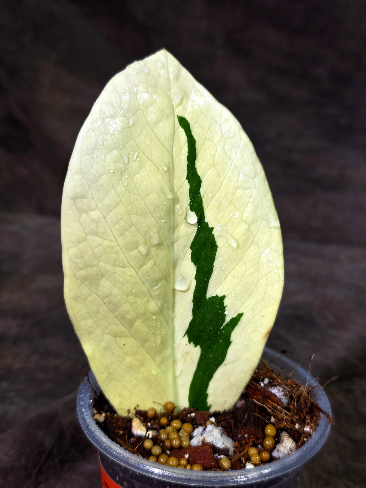 Variegated ZZ Gold Live Plant - EXACT Zamioculcas Zamiifolia (Sep-9-13)
