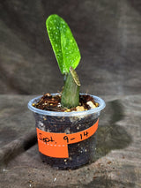 Variegated ZZ Gold Live Plant - EXACT Zamioculcas Zamiifolia (Sep-9-14)