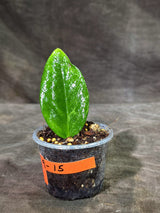Variegated ZZ Gold Live Plant - EXACT Zamioculcas Zamiifolia (Sep-9-15)