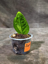 Variegated ZZ Gold Live Plant - EXACT Zamioculcas Zamiifolia (Sep-9-15)