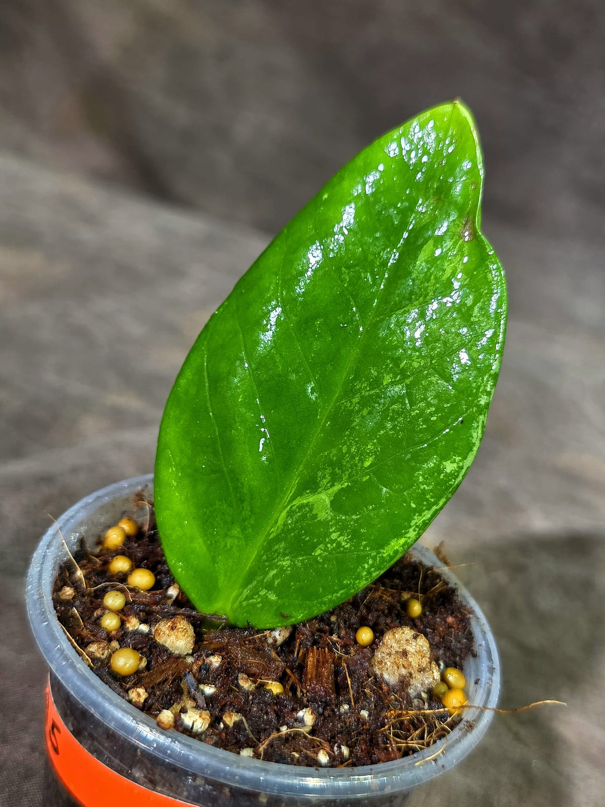 Variegated ZZ Gold Live Plant - EXACT Zamioculcas Zamiifolia (Sep-9-15)