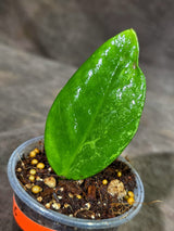 Variegated ZZ Gold Live Plant - EXACT Zamioculcas Zamiifolia (Sep-9-15)