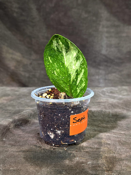 Variegated ZZ Gold Live Plant - EXACT Zamioculcas Zamiifolia (Sep-9-16)