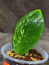 Variegated ZZ Gold Live Plant - EXACT Zamioculcas Zamiifolia (Sep-9-16)