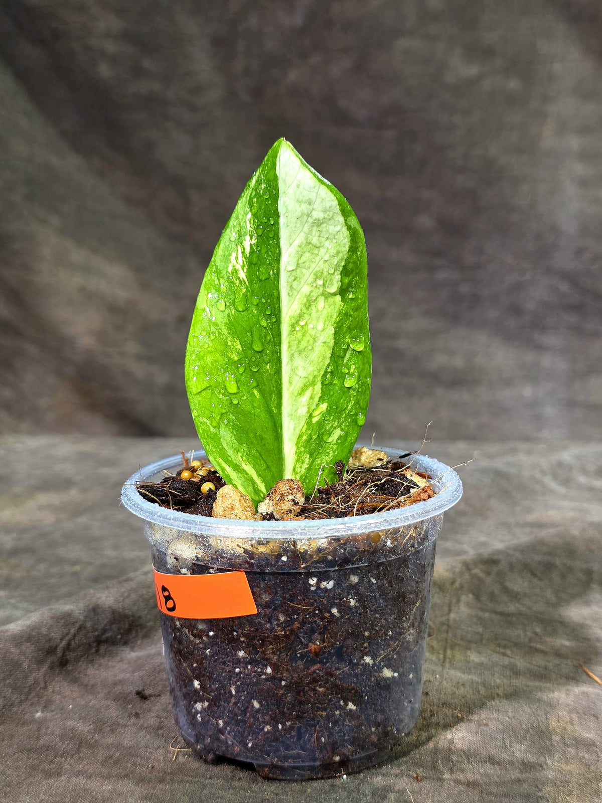Variegated ZZ Gold Live Plant - EXACT Zamioculcas Zamiifolia (Sep-9-18)