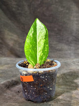 Variegated ZZ Gold Live Plant - EXACT Zamioculcas Zamiifolia (Sep-9-18)