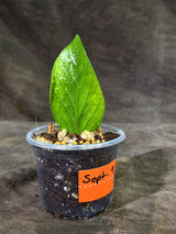 Variegated ZZ Gold Live Plant - EXACT Zamioculcas Zamiifolia (Sep-9-18)
