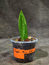Variegated ZZ Gold Live Plant - EXACT Zamioculcas Zamiifolia (Sep-9-20)