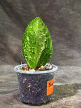 Variegated ZZ Gold Live Plant - EXACT Zamioculcas Zamiifolia (Sep-9-21)