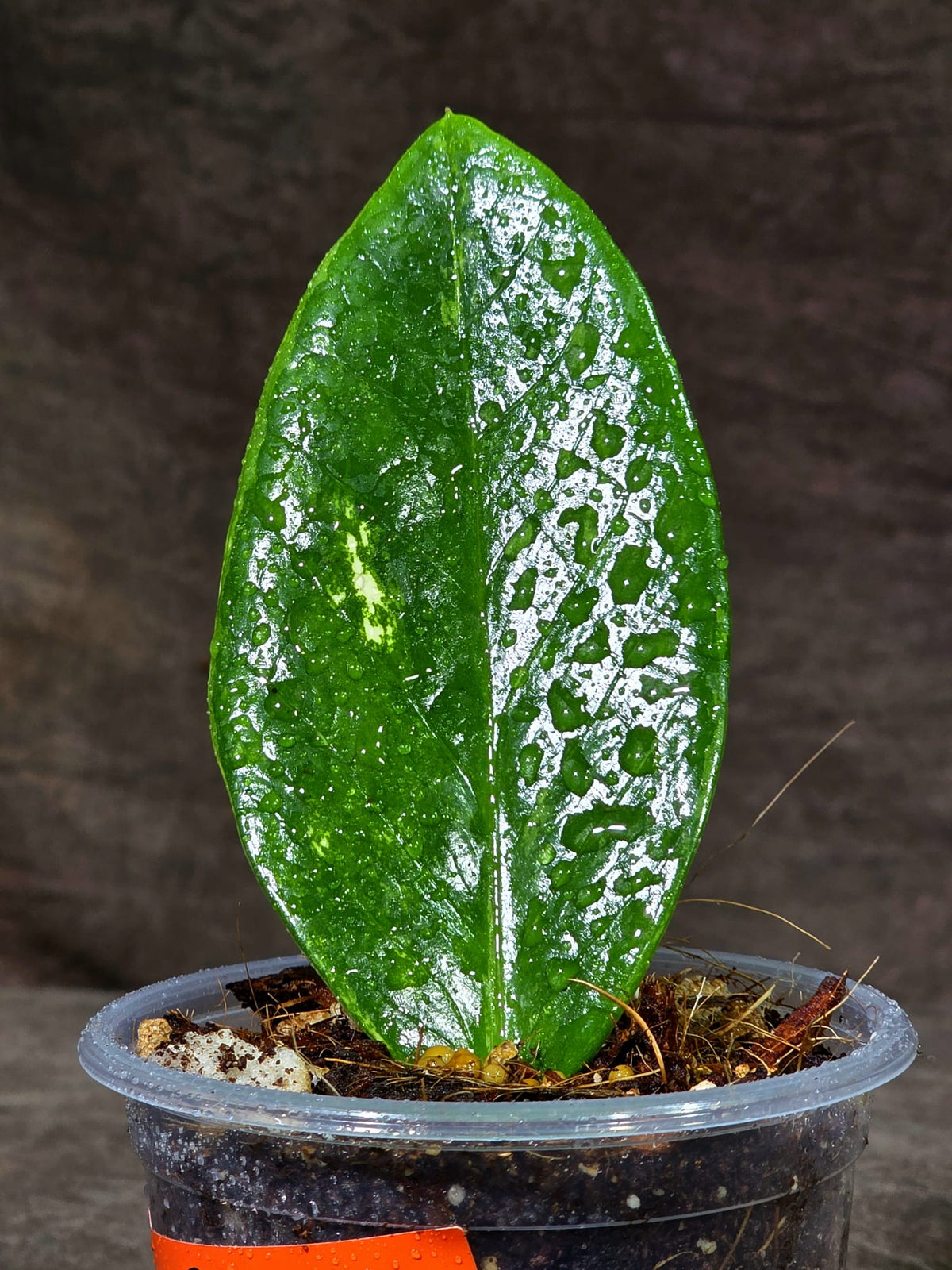 Variegated ZZ Gold Live Plant - EXACT Zamioculcas Zamiifolia (Sep-9-21)