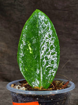 Variegated ZZ Gold Live Plant - EXACT Zamioculcas Zamiifolia (Sep-9-21)