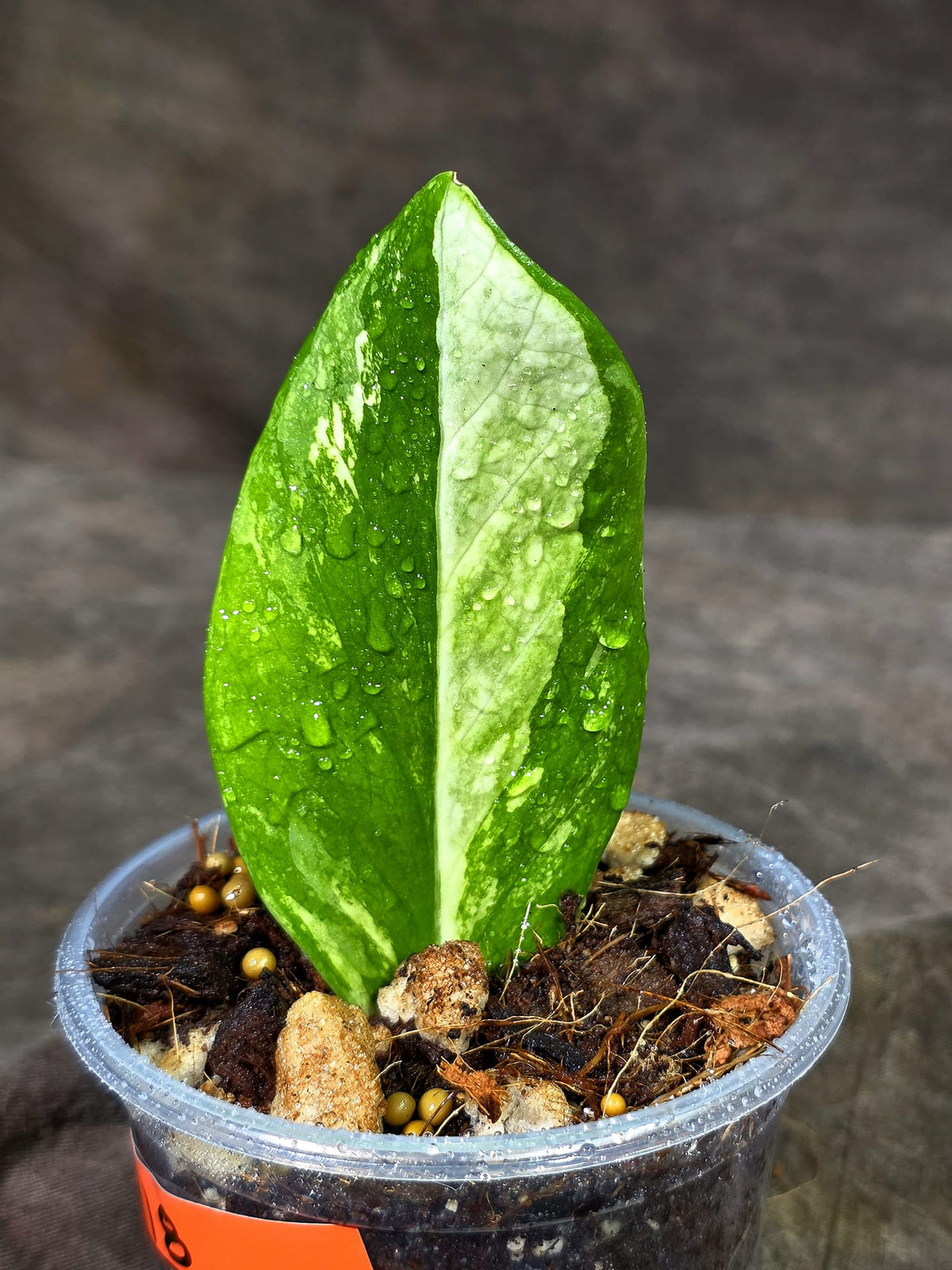Variegated ZZ Gold Live Plant - EXACT Zamioculcas Zamiifolia (Sep-9-18)