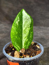 Variegated ZZ Gold Live Plant - EXACT Zamioculcas Zamiifolia (Sep-9-18)